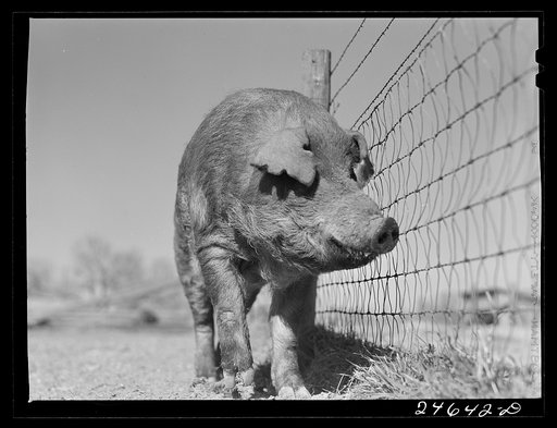 Untitled photo, possibly related to: College Station, Texas. Texas Agricultural and Mechanical College. Boar