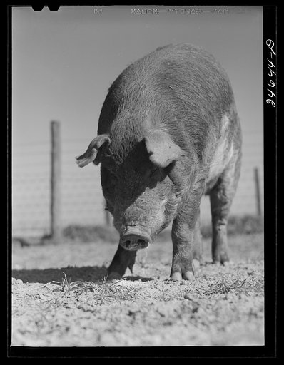 Untitled photo, possibly related to: College Station, Texas. Texas Agricultural and Mechanical College. Boar