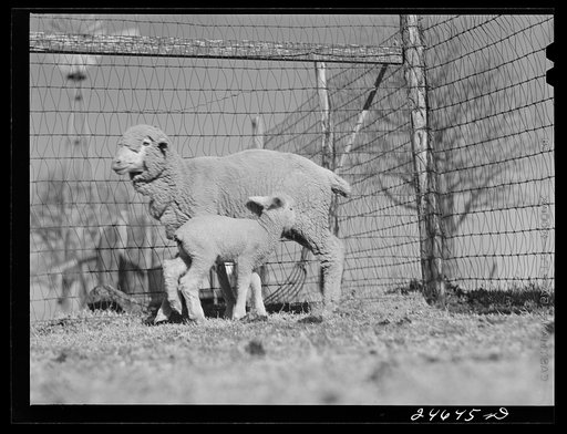 Untitled photo, possibly related to: College Station, Texas. Texas Agricultural and Mechanical College. Ewe and lamb