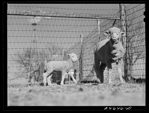 Untitled photo, possibly related to: College Station, Texas. Texas Agricultural and Mechanical College. Ewe and lamb