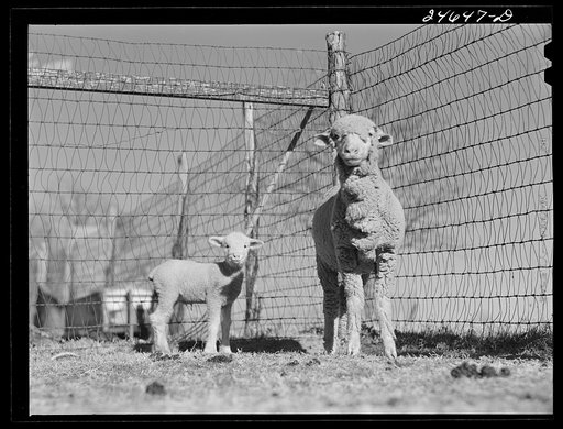 College Station, Texas. Texas Agricultural and Mechanical College. Ewe and lamb