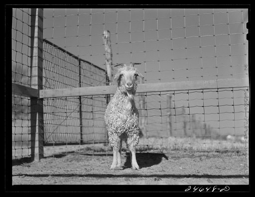 College Station, Texas. Texas Agricultural and Mechanical College. Goats