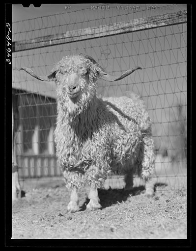 Untitled photo, possibly related to: College Station, Texas. Texas Agricultural and Mechanical College. Goats
