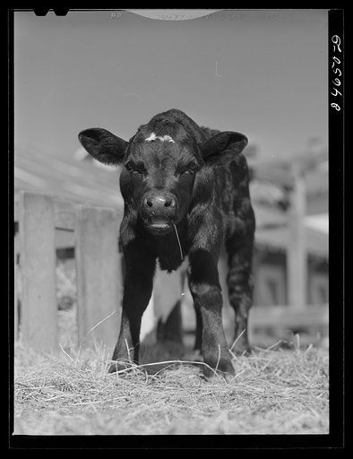 College Station, Texas. Texas Agricultural and Mechanical College. Calf