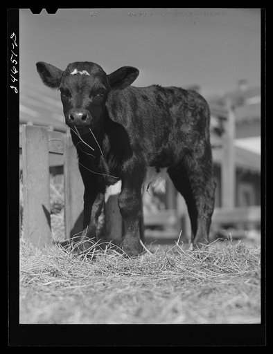 College Station, Texas. Texas Agricultural and Mechanical College. Calf