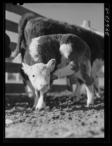 College Station, Texas. Texas Agricultural and Mechanical College. Calf