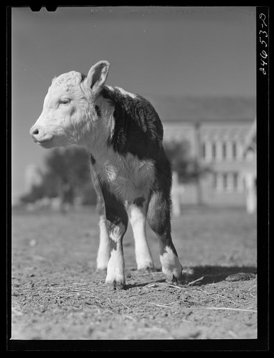 College Station, Texas. Texas Agricultural and Mechanical College. Calf