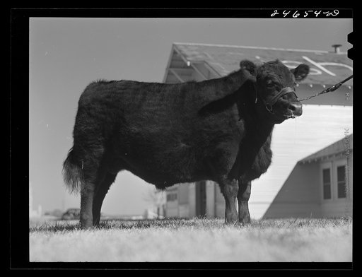 Untitled photo, possibly related to:  College Station, Texas. Texas Agricultural and Mechanical College. Bull calf