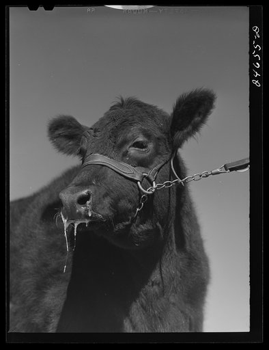 College Station, Texas. Texas Agricultural and Mechanical College. Bull calf