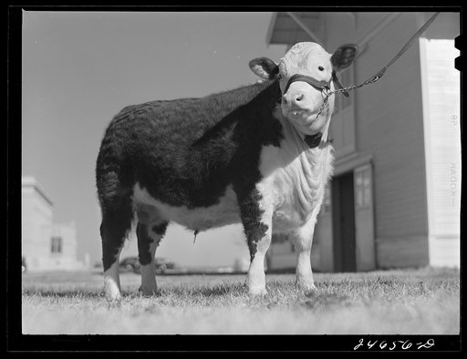 College Station, Texas. Texas Agricultural and Mechanical College. Bull calf