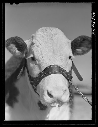 College Station, Texas. Texas Agricultural and Mechanical College. Bull calf