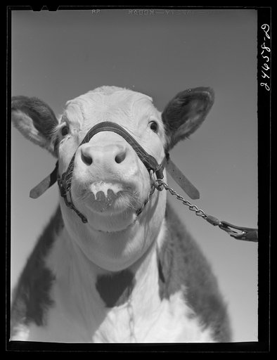 College Station, Texas. Texas Agricultural and Mechanical College. Bull calf