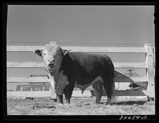 Untitled photo, possibly related to:  College Station, Texas. Texas Agricultural and Mechanical College. Bull calf