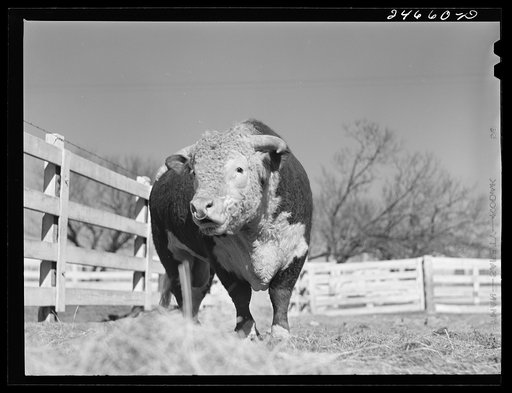 Untitled photo, possibly related to:  College Station, Texas. Texas Agricultural and Mechanical College. Bull calf