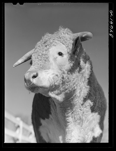 College Station, Texas. Texas Agricultural and Mechanical College. Bull