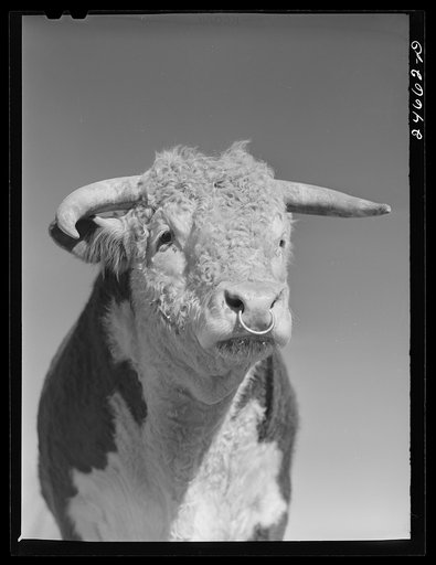 College Station, Texas. Texas Agricultural and Mechanical College. Bull