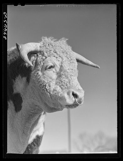 College Station, Texas. Texas Agricultural and Mechanical College. Bull