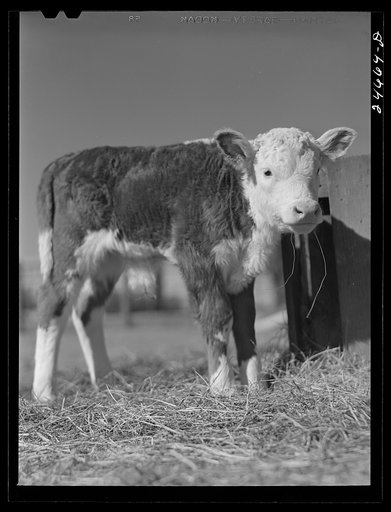 College Station, Texas. Texas Agricultural and Mechanical college. Calf