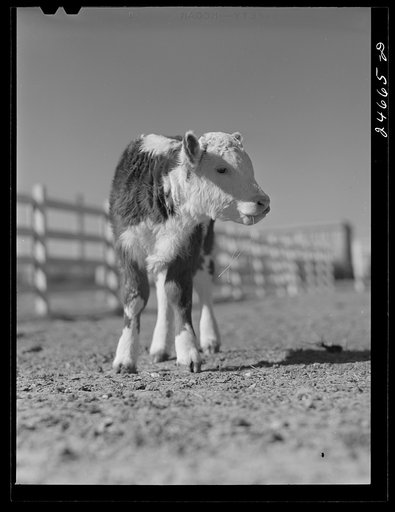 Untitled photo, possibly related to: College Station, Texas. Texas Agricultural and Mechanical college. Calf