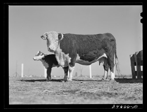 Untitled photo, possibly related to: College Station, Texas. Texas Agricultural and Mechanical college. Cow and calf