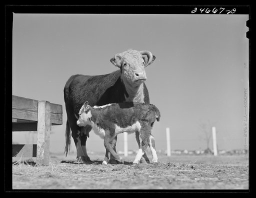 College Station, Texas. Texas Agricultural and Mechanical college. Cow and calf