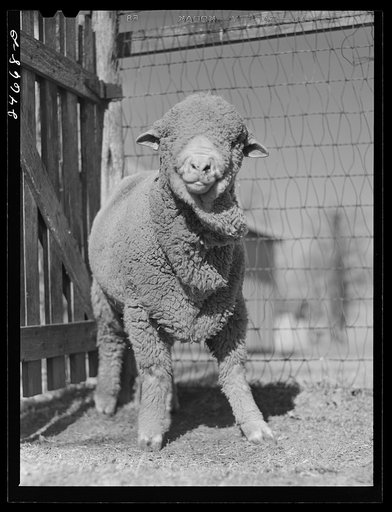 College Station, Texas. Texas Agricultural and Mechanical College. Ram