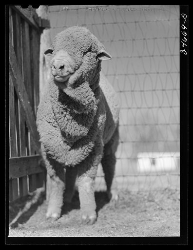 Untitled photo, possibly related to: College Station, Texas. Texas Agricultural and Mechanical college. Ram