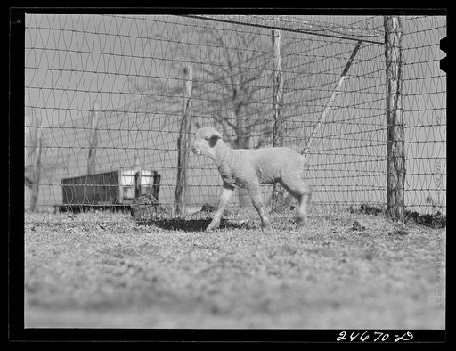 Untitled photo, possibly related to: College Station, Texas. Texas Agricultural and Mechanical college. Sheep
