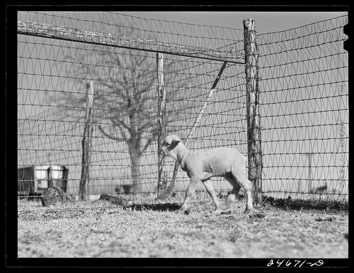 Untitled photo, possibly related to: College Station, Texas. Texas Agricultural and Mechanical college. Sheep