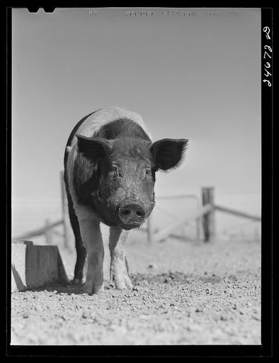College Station, Texas. Texas Agricultural and Mechanical College. Pig