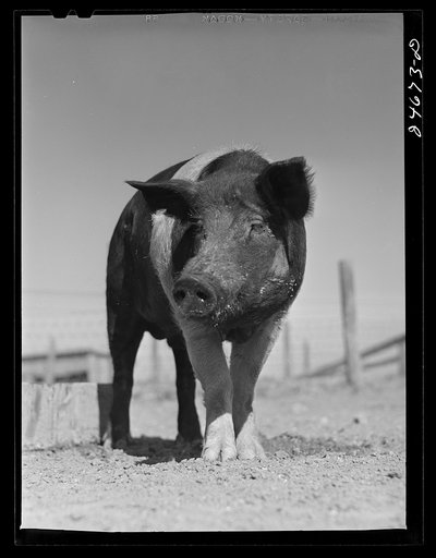 Untitled photo, possibly related to: College Station, Texas. Texas Agricultural and Mechanical college. Pig