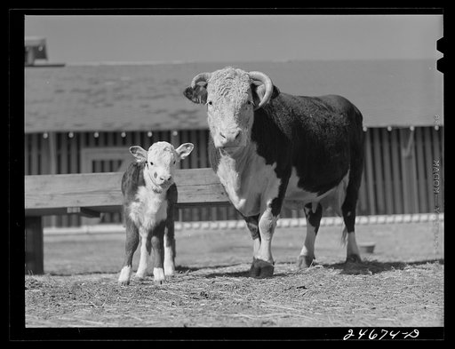 College Station, Texas. Texas Agricultural and Mechanical College. Cow and calf