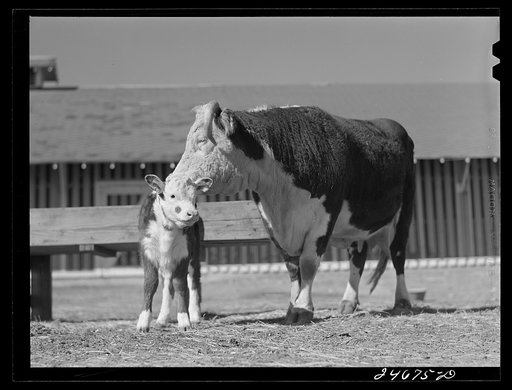 Untitled photo, possibly related to: College Station, Texas. Texas Agricultural and Mechanical college. Cow and calf