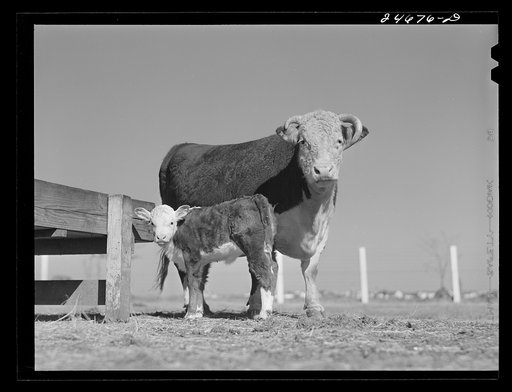Untitled photo, possibly related to: College Station, Texas. Texas Agricultural and Mechanical college. Cow and calf