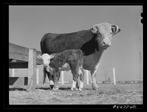 College Station, Texas. Texas Agricultural and Mechanical College. Cow and calf