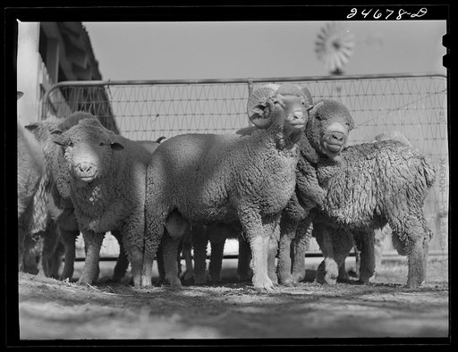 Untitled photo, possibly related to: College Station, Texas. Texas Agricultural and Mechanical college. Sheep