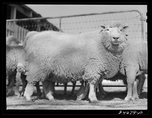 College Station, Texas. Texas Agricultural and Mechanical College. Sheep