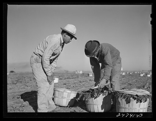 Robstown, Texas (vicinity). Crating spinach on large irrigated farm