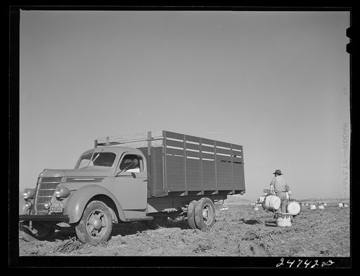 Untitled photo, possibly related to: Robstown, Texas (vicinity). Crating spinach on large irrigated farm