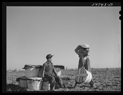 Untitled photo, possibly related to: Robstown, Texas (vicinity). Crating spinach on large irrigated farm
