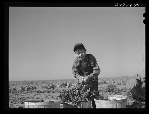 Boy spinach picker. Large farm near Robstown, Texas