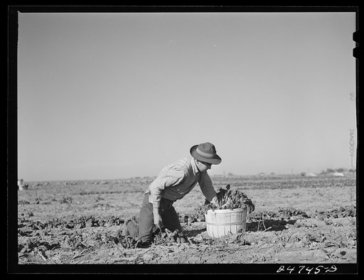Untitled photo, possibly related to: Robstown, Texas (vicinity). Crating spinach on large irrigated farm