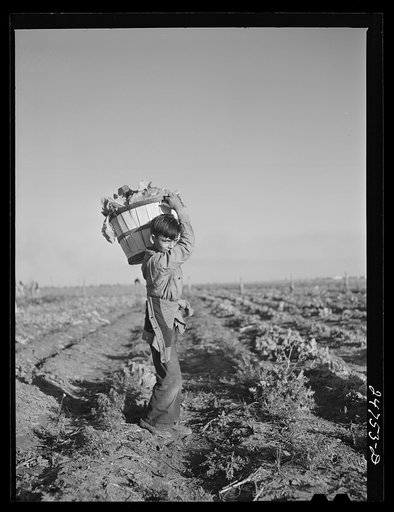 Boys help harvest community garden crop. Robstown, Texas. FSA (Farm Security Administration) camp