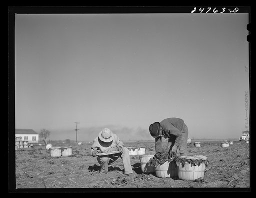 Untitled photo, possibly related to: Robstown, Texas (vicinity). Crating spinach on large irrigated farm
