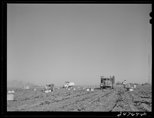 Untitled photo, possibly related to: Spinach field. Large farm near Robstown, Texas