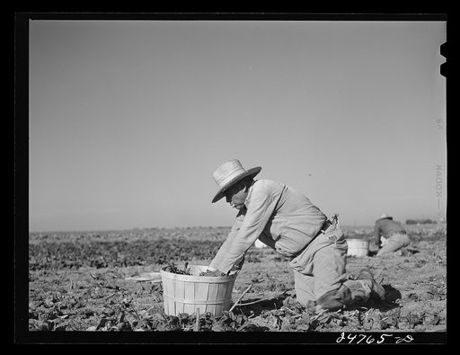 Untitled photo, possibly related to: Robstown, Texas (vicinity). Crating spinach on large irrigated farm