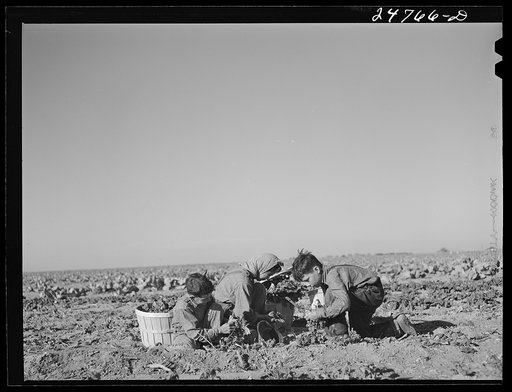 Untitled photo, possibly related to: Robstown, Texas (vicinity). Crating spinach on large irrigated farm