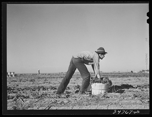 Crating spinach. Large farm near Robstown, Texas