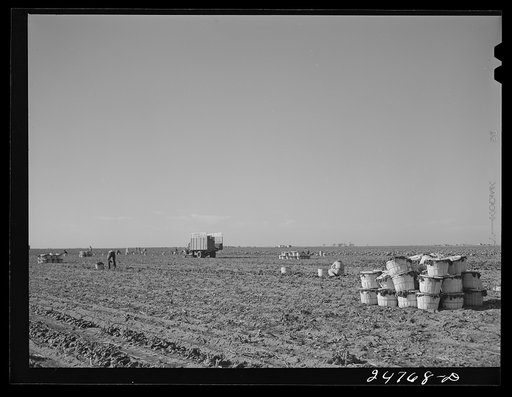 Spinach field. Large farm near Robstown, Texas