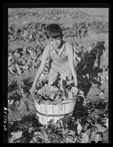 Harvesting spinach in community garden. FSA (Farm Security Administration) camp, Robstown, Texas